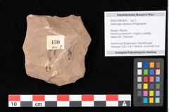 Foto (Objekt + Etikett) von Asterocalyx styriacus Ettingshausen (NHMW-GEO-2024-0188-0430)